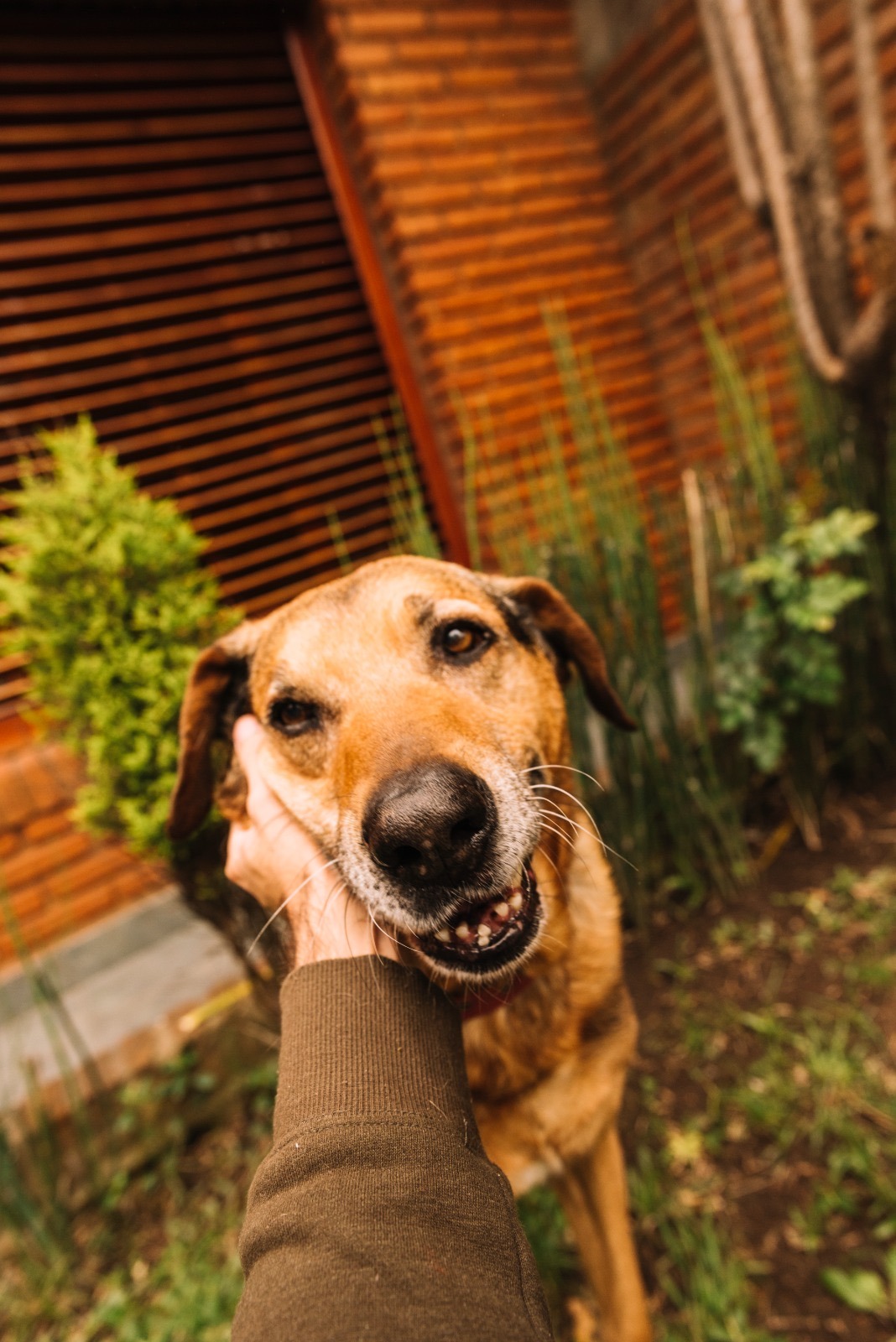 ONG promove adoção de cães