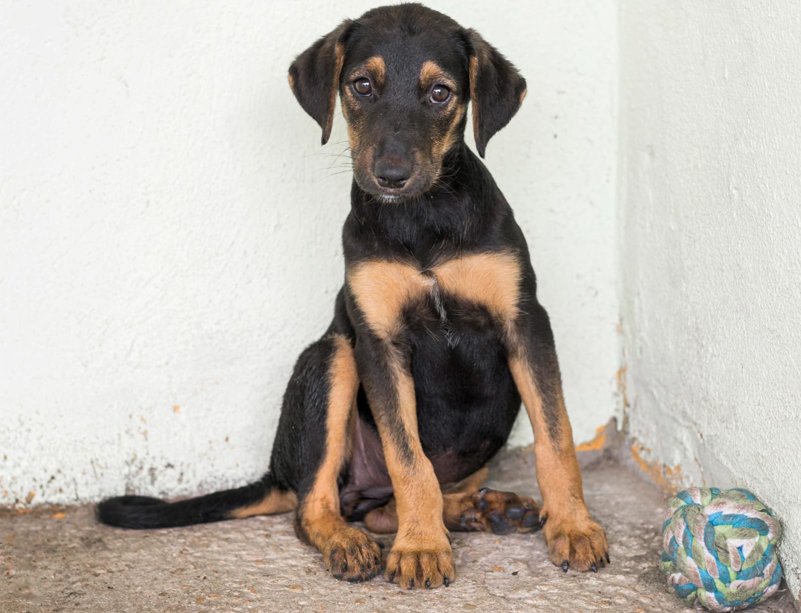 Justiça reafirma responsabilidade pública na proteção animal