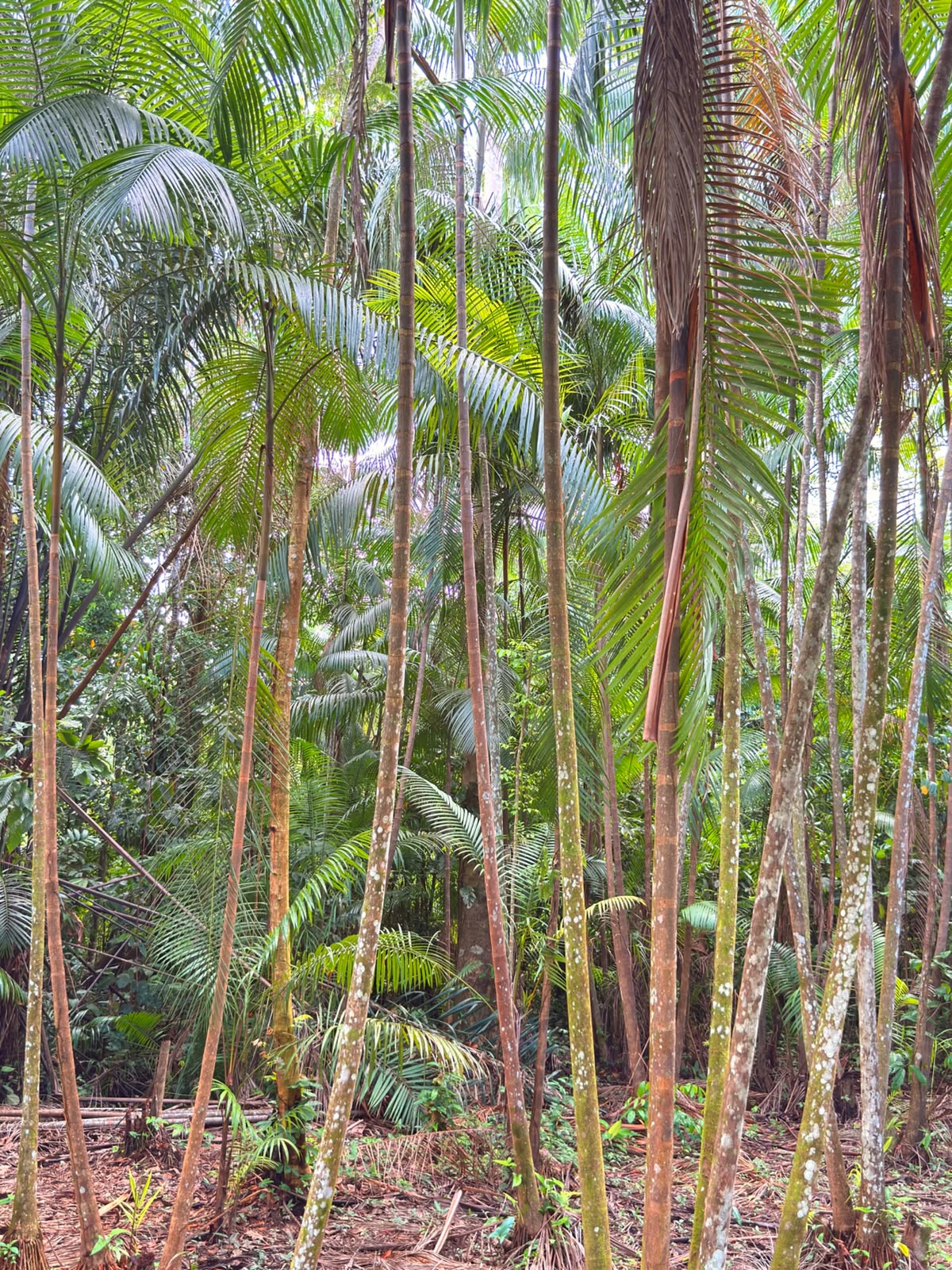 Programa mapeia oportunidades da bioeconomia amazônica