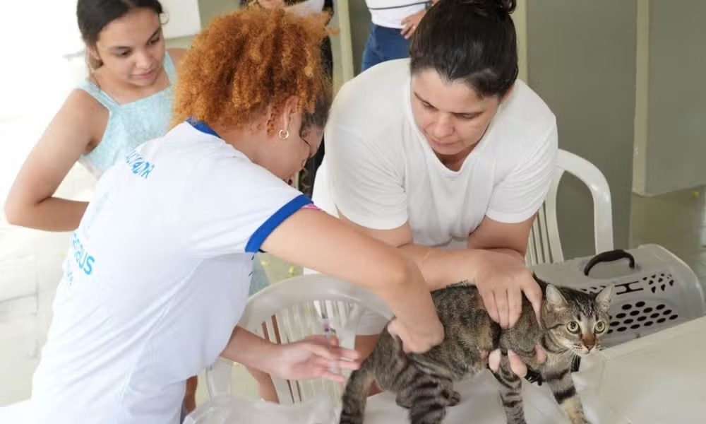 Manaus prepara campanha de vacinação contra a raiva animal