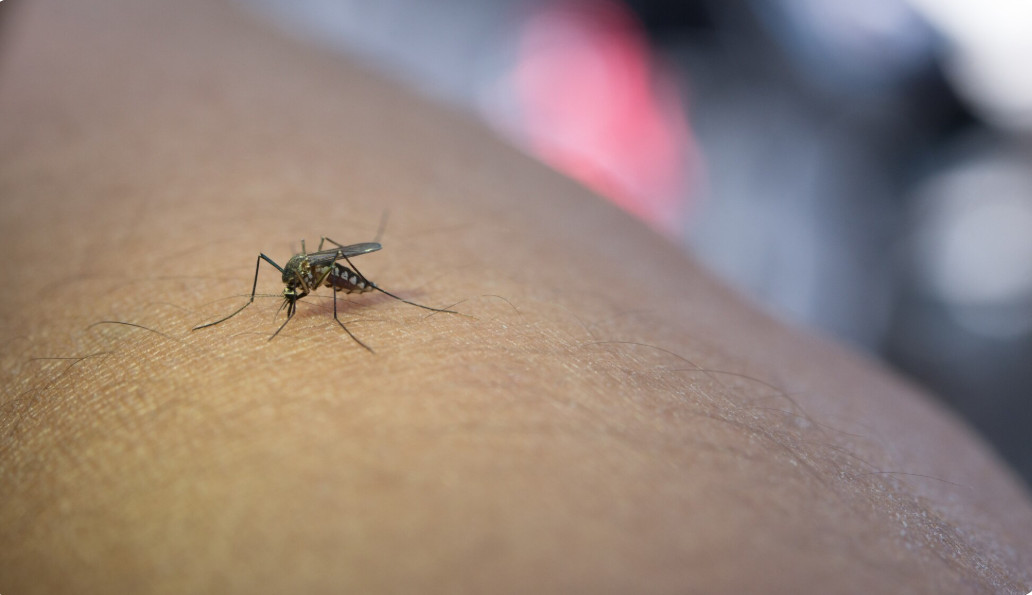 El Niño pode alterar atividade dos mosquitos