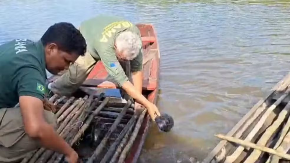Fiscalização apreende embarcações e pirarucu no Amazonas