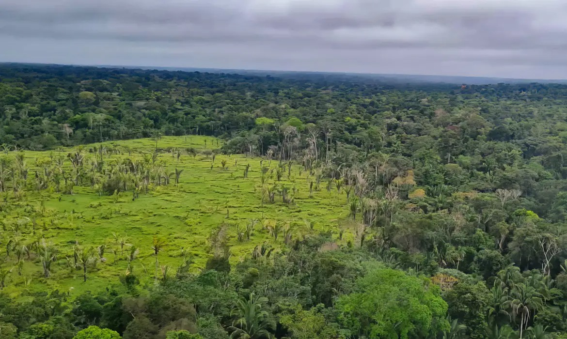 Apenas 11 terras indígenas tiveram mais de 1 km² desmatado