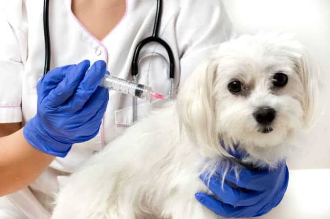 Manaus prevê vacinar 80 mil gatos