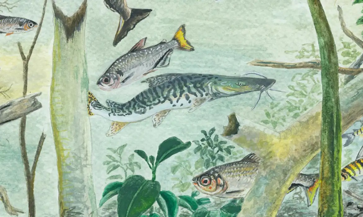 Peixes amazônicos revelam biodiversidade única