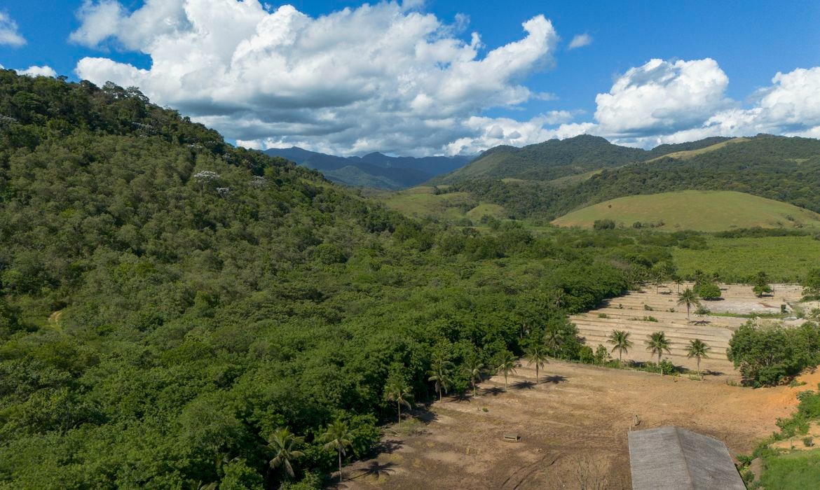 Cana-de-açúcar avança 5 milhões de hectares na Mata Atlântica